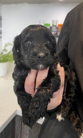 Image 5 of Gorgeous cavapoos from DNA tested parents