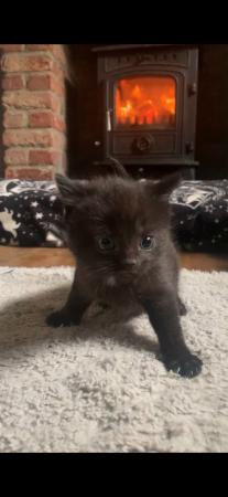 Image 1 of Pure  Bombay kitten male