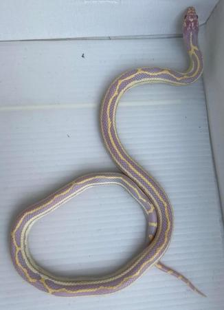 Image 5 of Albino striped female califonia king snake xali kingsnake