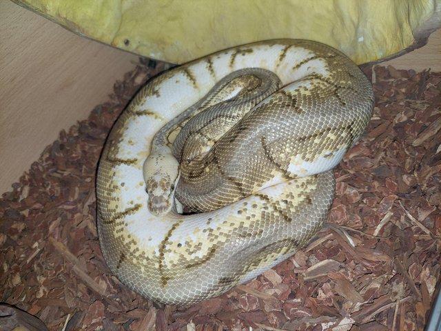 Preview of the first image of Spinner Blast Royal Python. Male.