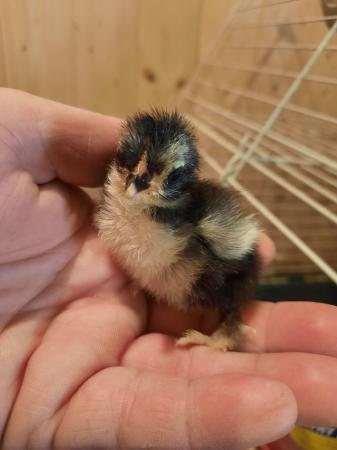 Image 1 of Day old Pekin and Poland chicks