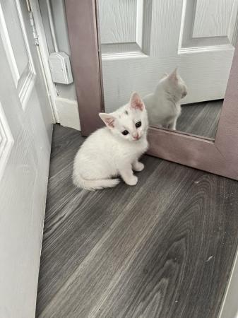 Image 6 of Two beautiful white kittens for sale