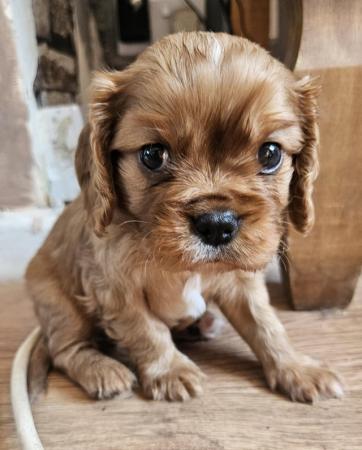 Image 13 of Cavalier King Charles Puppies for sale