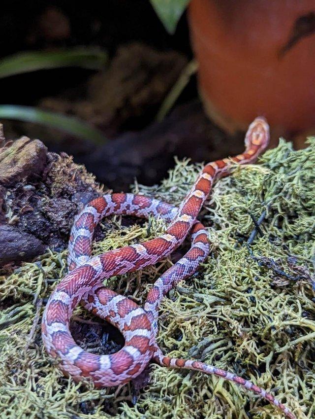 Preview of the first image of 2023 Baby Corn Snakes available now!.