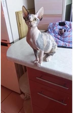 Image 2 of Sell beautiful and kind girl Sphynx .