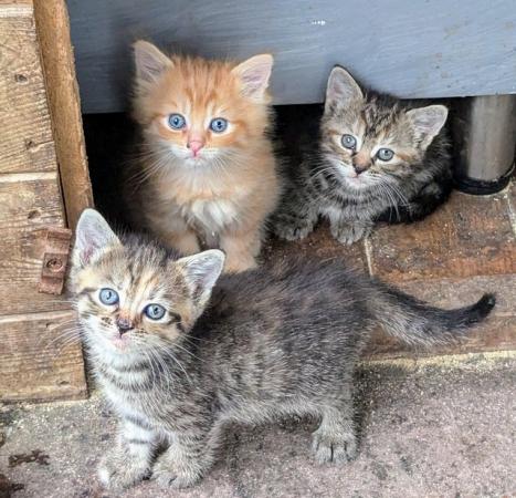 Image 1 of Two gorgeous tabby kittens