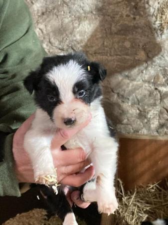 Image 2 of 9 week old black and white border collie puppies