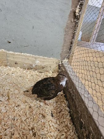 Image 1 of 10 week old quail, all males