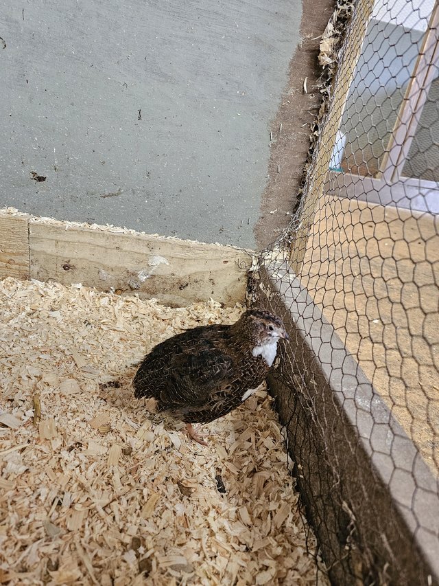 Preview of the first image of 10 week old quail, all males.