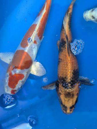 Image 4 of Japanese koi including butterfl available, prices from £30