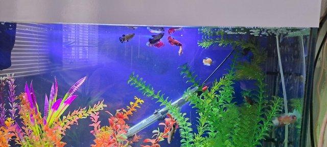 Image 5 of Tank full of tropical fish