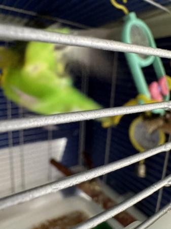 Image 4 of Budgie for sale male and comes with cage