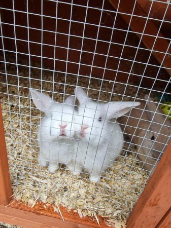 Image 5 of 10 week old bunnies 2 white and 1 grey