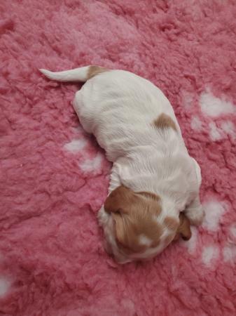 Image 6 of Kc registered Cocker Spaniel puppies