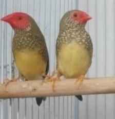 Image 3 of Rare Finches available.........