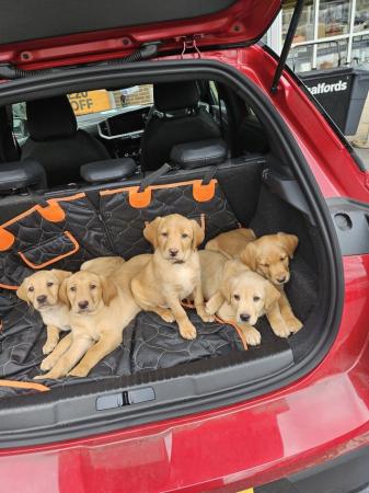 Image 1 of READY TO LEAVE NOW -chunky golden/ fox red labradors puppies