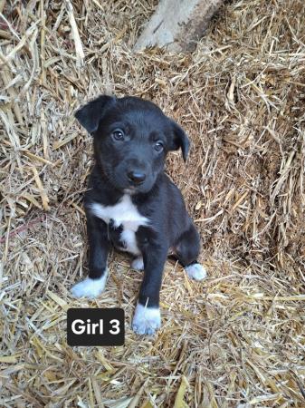 Image 9 of 6 Beautiful Border Collie Puppies