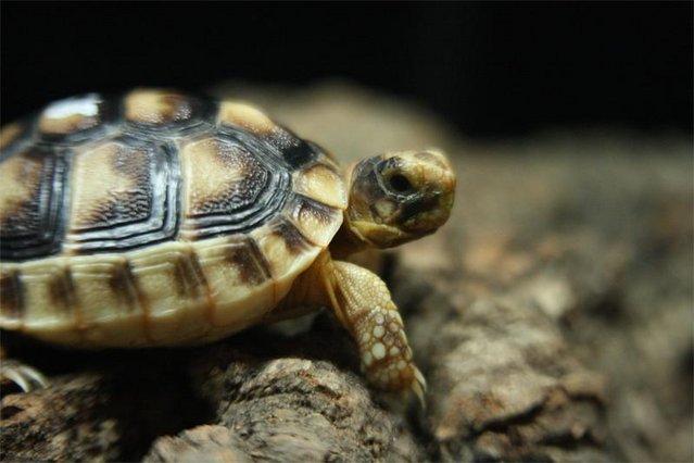 Image 5 of Captive Bred Baby Marginated Tortoise (Testudo marginata)