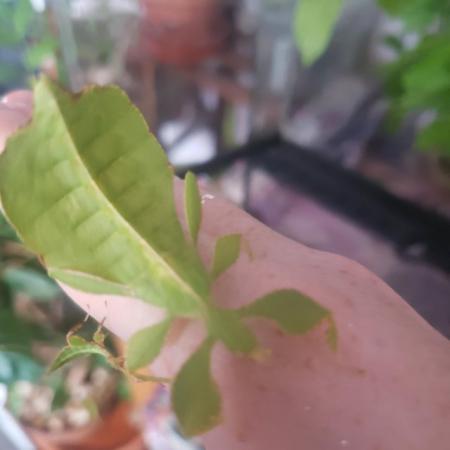 Image 4 of Lots of leaf insects. Rare mix