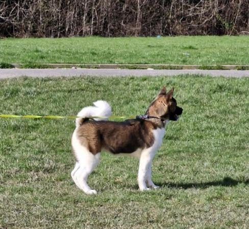 Image 6 of 8 mth old Akita girl looking for their own home