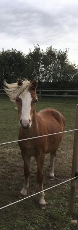 Image 1 of 2yr very pretty Welsh A gelding - make a great show pony