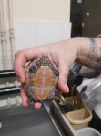Image 4 of 2 male 3 year old musk terrapins