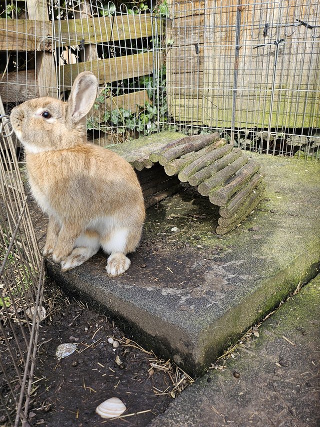 Preview of the first image of 2 year old male rabbits for sale.
