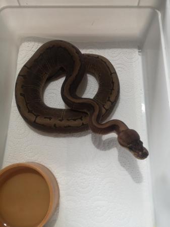 Image 2 of Female ball pythons for sale ready now