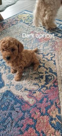 Image 16 of F1b cockapoo puppies for sale