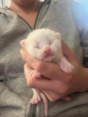 Image 8 of Pure white male kitten for sale