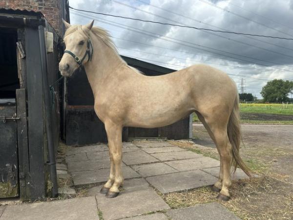 Image 3 of Palomino Section D mare for sale