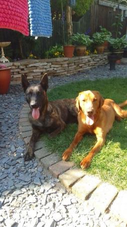 Image 1 of For sale two year old male fox red Labrador