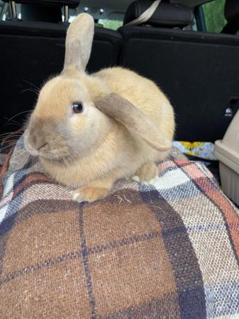 Image 1 of Reduced. Little boy Bunny.  ………………..……………………….