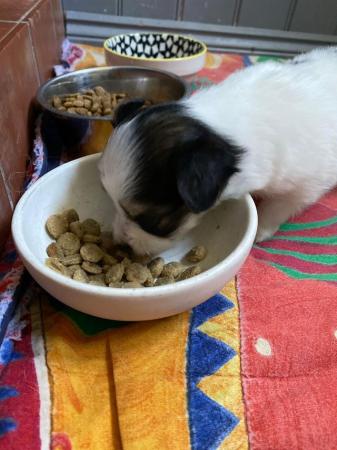 Image 5 of Gorgeous 5 gen pedigree tricoloured papillon pup for sale