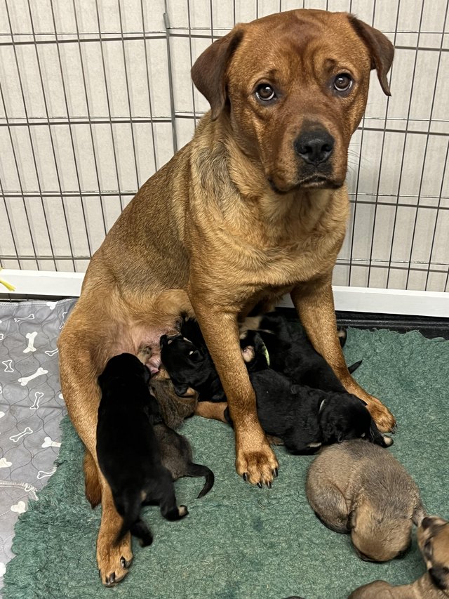 Pitbull rottweiler store puppies for sale