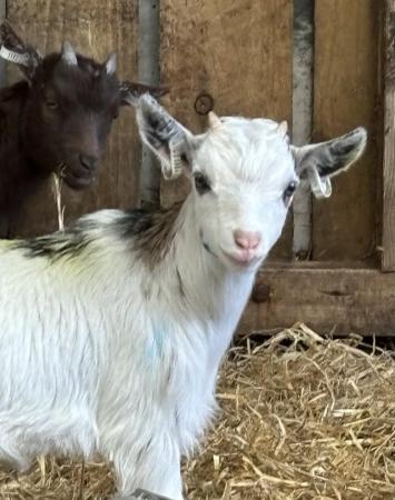 Image 2 of Pygmy Goat Kids - Healthy & Happy looking for new homes