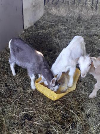 Image 2 of Male and female friendly goat kids