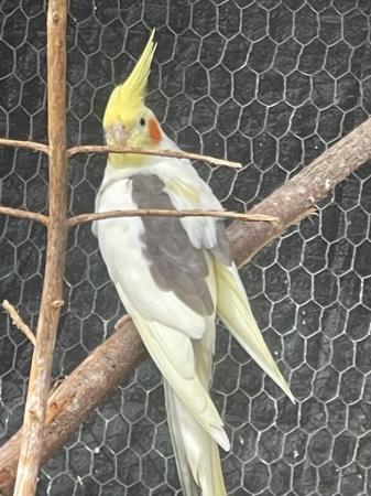 Image 6 of Cockatiels - this years chicks - £60 each