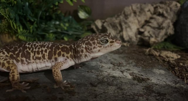 Image 3 of Leopard Gecko for sale with full vivarium
