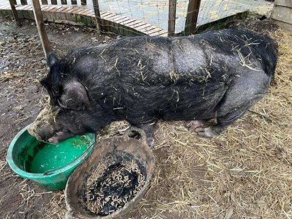 Image 2 of Our garden reared pig needs a new home.