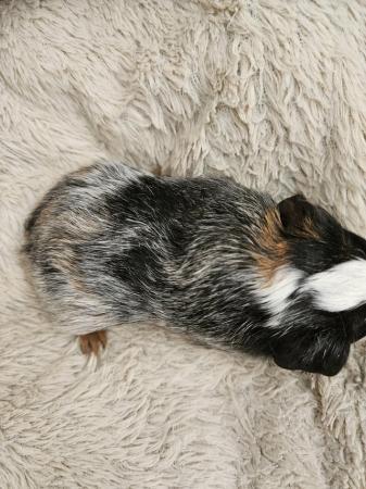 Image 3 of 2 baby girl guinea pigs ready now