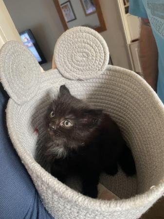 Image 1 of Black Fluffy Female Kitten