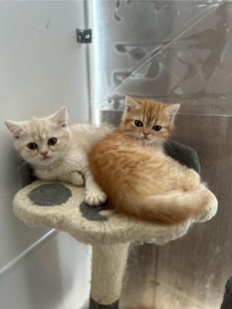 Image 1 of ALL SOLD Beautiful Exotic Persian kittens