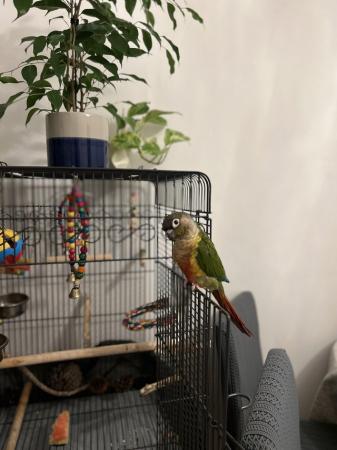Image 2 of Conures for sale male and female