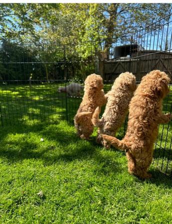 Image 6 of MINIATURE POODLE PUPPIES ONLY 2 RED GIRLS AND 1 BOY LEFT !!!