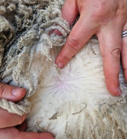 Image 3 of 1 kg Raw (unwashed) Shetland Fleece