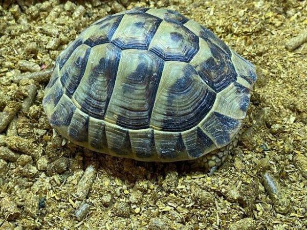 Image 2 of Tortoises for sale at Birmingham Reptiles