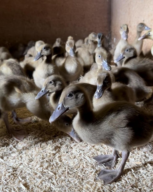 Preview of the first image of Female Indian runner and khaki Campbell ducklings.