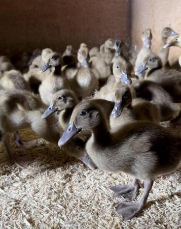 Image 1 of Female Indian runner and khaki Campbell ducklings