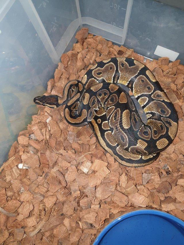 Preview of the first image of Royal pythons ready for homes normal female and others.